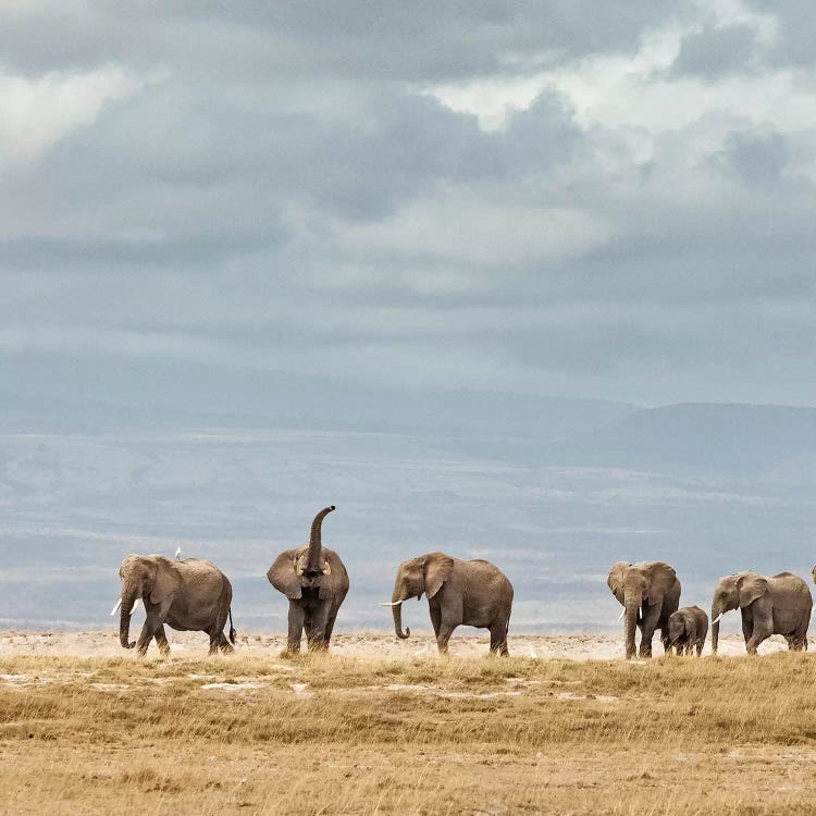 Color Elephant Herd