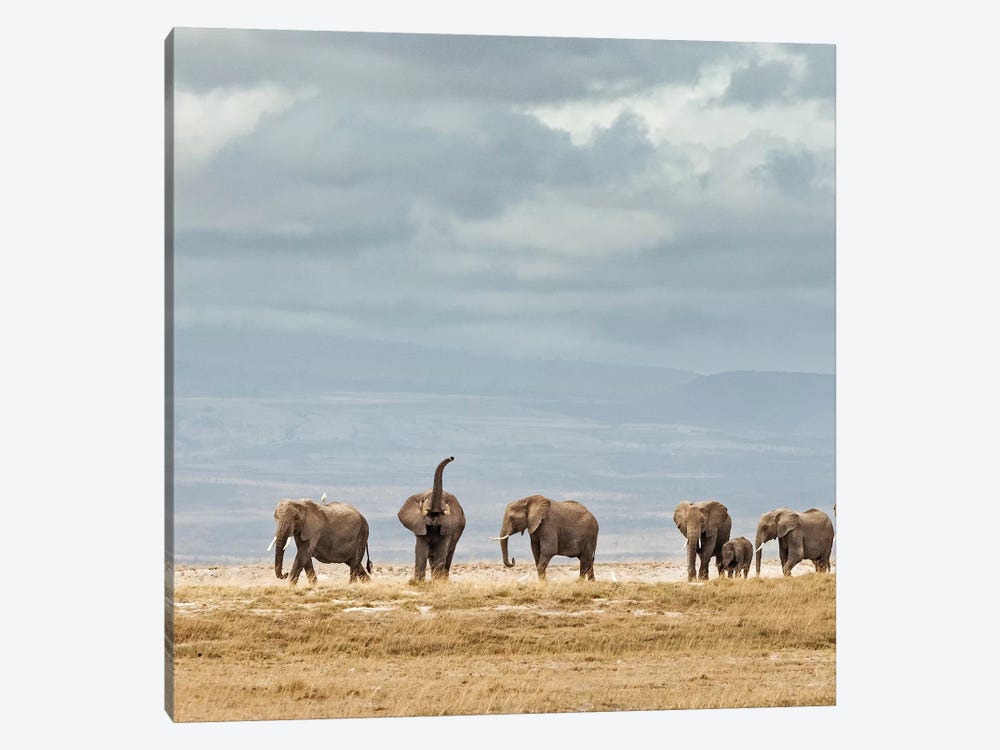 Color Elephant Herd by Klaus Tiedge 1-piece Art Print