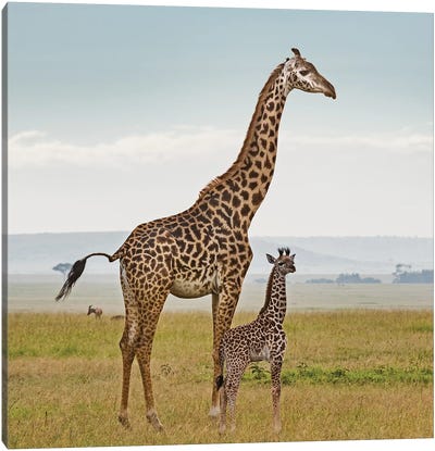 Color Giraffe & Calf Canvas Art Print - Klaus Tiedge