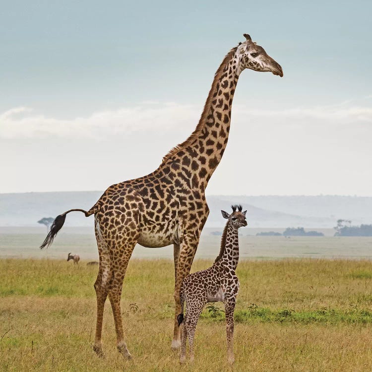 Color Giraffe & Calf