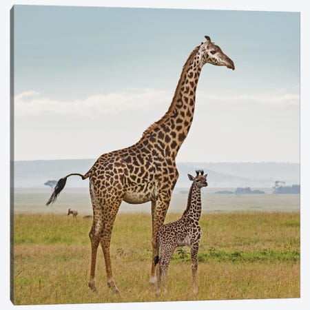 Color Giraffe & Calf Canvas Print #KTI17} by Klaus Tiedge Canvas Print