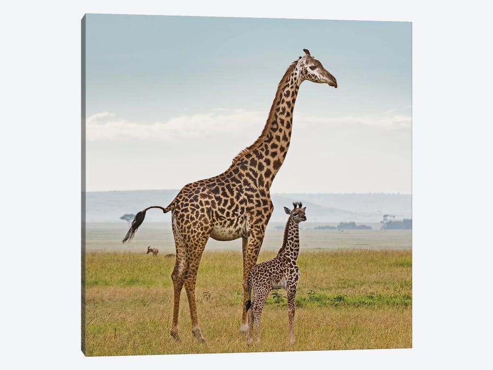 Color Giraffe & Calf by Klaus Tiedge 1-piece Canvas Art