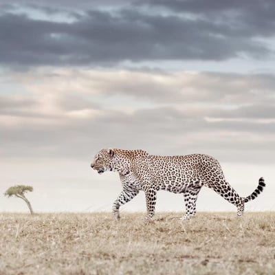 Color Leopard by Klaus Tiedge art print