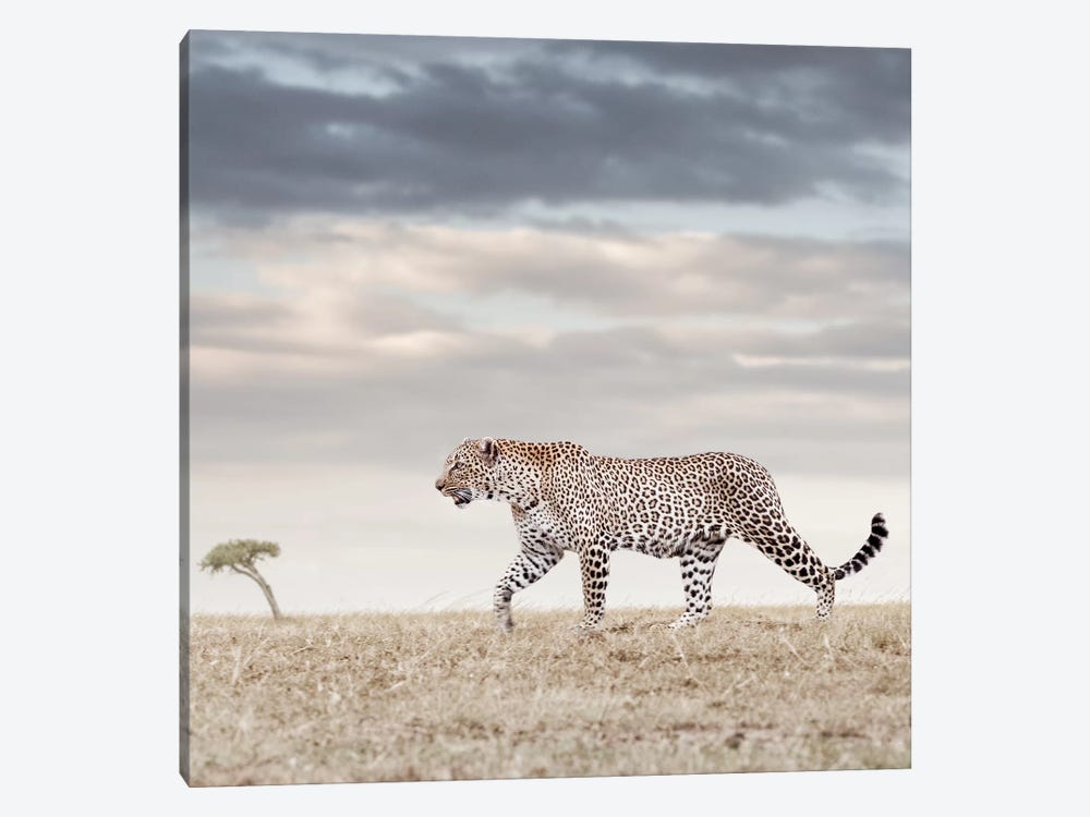 Color Leopard by Klaus Tiedge 1-piece Canvas Print