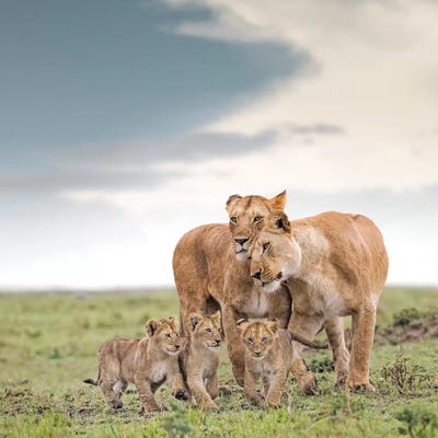 Color Lioness & Cubs by Klaus Tiedge metal wall art