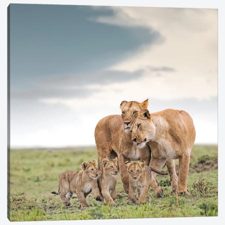 Color Lioness & Cubs Canvas Print #KTI19} by Klaus Tiedge Canvas Art