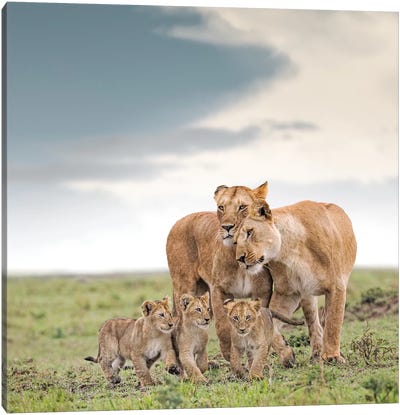 Color Lioness & Cubs Canvas Art Print - Klaus Tiedge