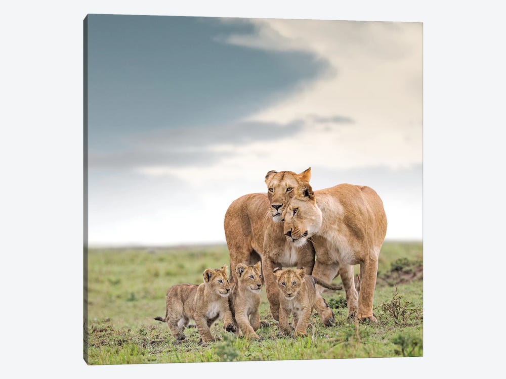 Color Lioness & Cubs by Klaus Tiedge 1-piece Canvas Art