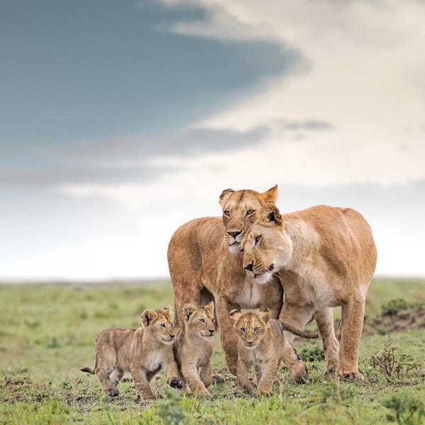 Klaus Tiedge: Color Lioness & Cubs by Klaus Tiedge