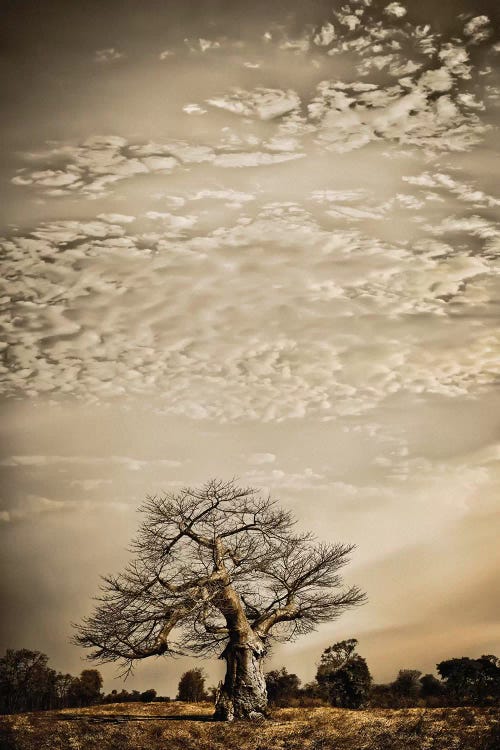 Baobab Hierarchy I