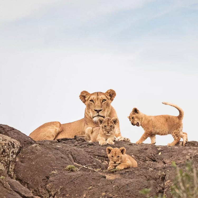 Color Lioness & Cubs