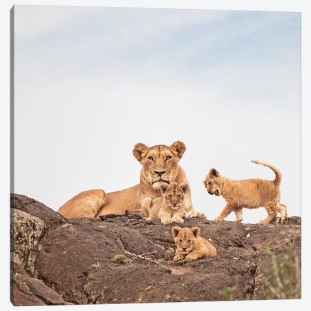 Color Lioness & Cubs Canvas Print #KTI20} by Klaus Tiedge Canvas Print