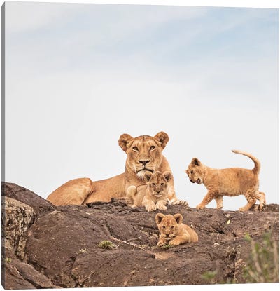 Color Lioness & Cubs Canvas Art Print