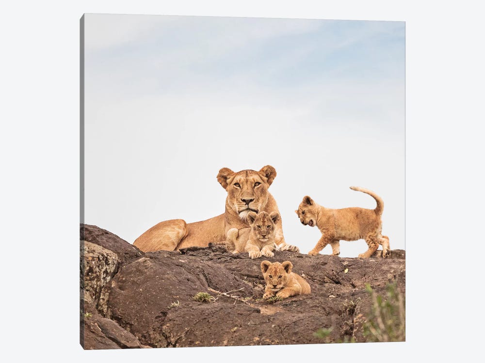 Color Lioness & Cubs by Klaus Tiedge 1-piece Canvas Wall Art