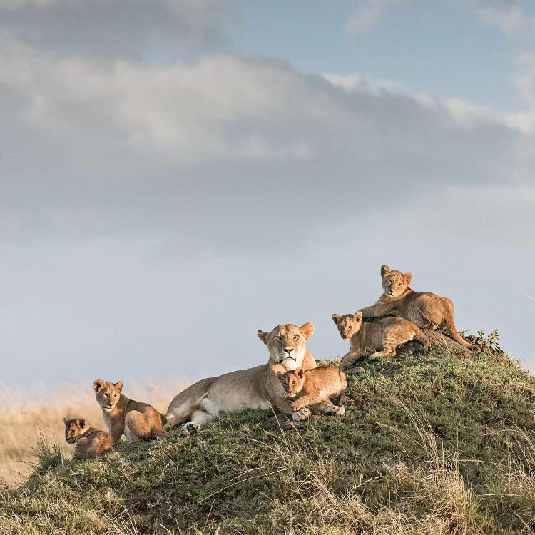 Color Lioness & Cubs