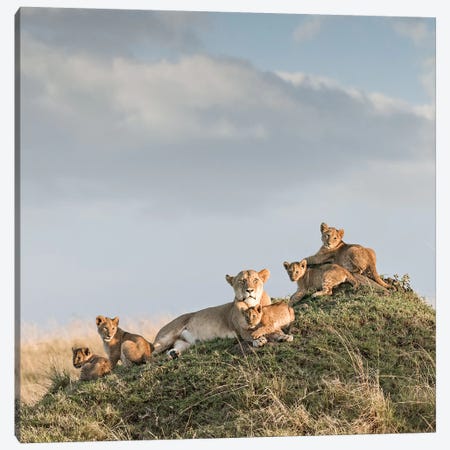 Color Lioness & Cubs Canvas Print #KTI21} by Klaus Tiedge Canvas Print