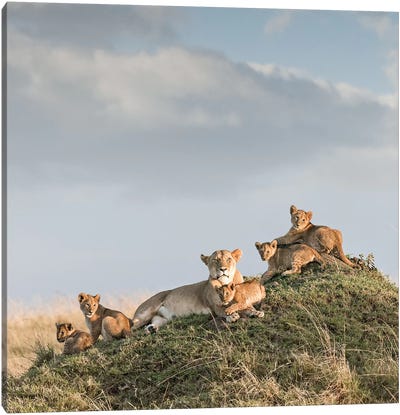 Color Lioness & Cubs Canvas Art Print - Klaus Tiedge