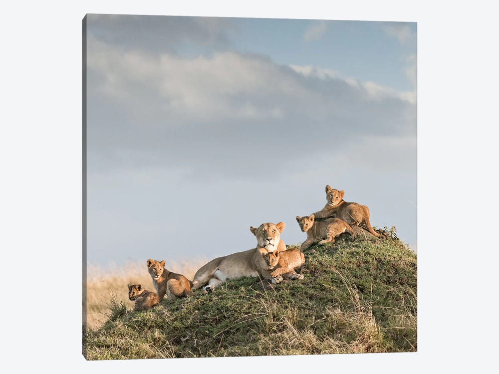Color Lioness & Cubs by Klaus Tiedge 1-piece Canvas Print