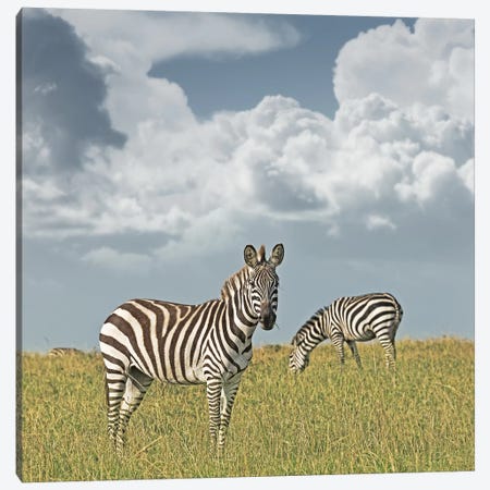 Color Zebra Duo Canvas Print #KTI22} by Klaus Tiedge Canvas Art Print