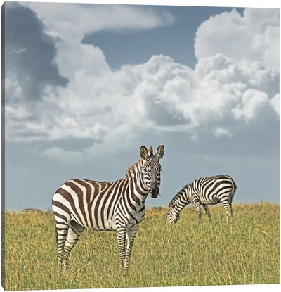 Color Zebra Duo Canvas Art Print - Klaus Tiedge