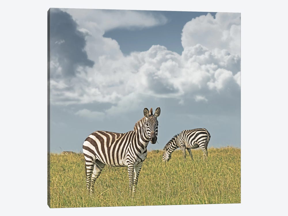 Color Zebra Duo by Klaus Tiedge 1-piece Canvas Artwork