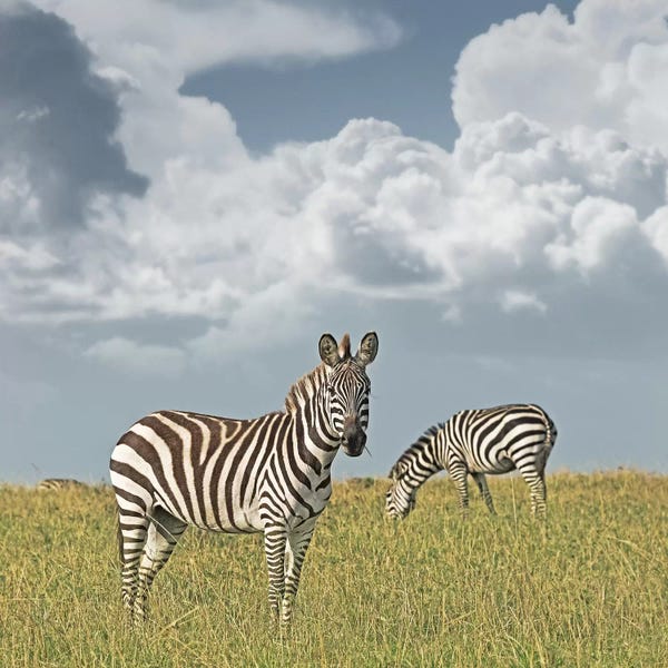 Klaus Tiedge: Color Zebra Duo by Klaus Tiedge