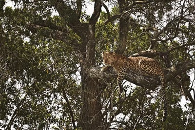 Sentinel III by Klaus Tiedge art print