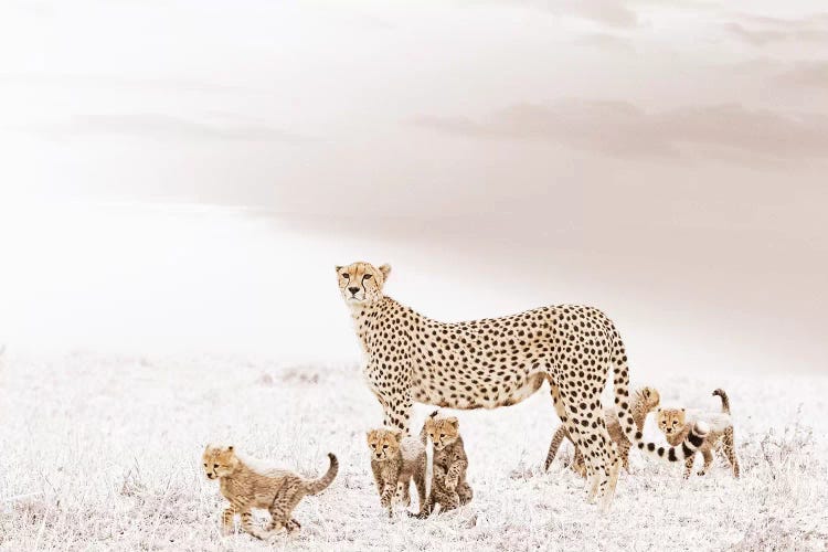 White Cheetah & Cubs