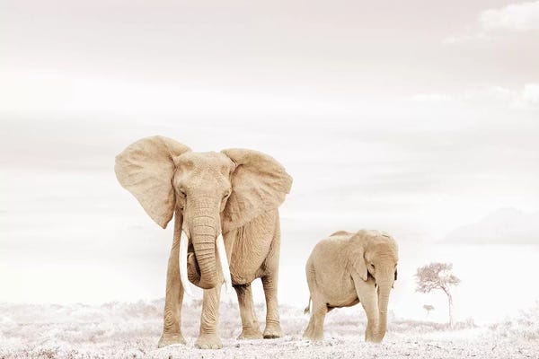 Klaus Tiedge: White Elephant Mom & Baby by Klaus Tiedge