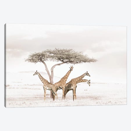 White Giraffes Canvas Print #KTI26} by Klaus Tiedge Canvas Wall Art