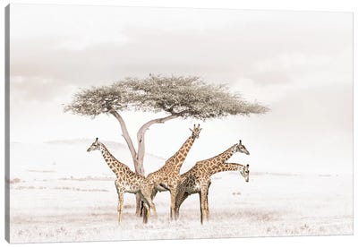 White Giraffes Canvas Art Print