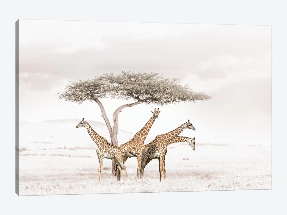 White Giraffes by Klaus Tiedge 1-piece Canvas Art