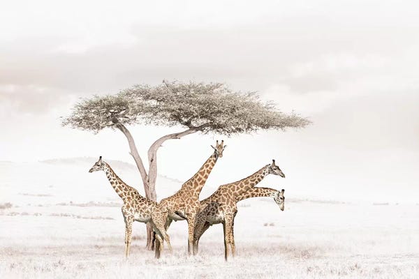 Klaus Tiedge: White Giraffes by Klaus Tiedge