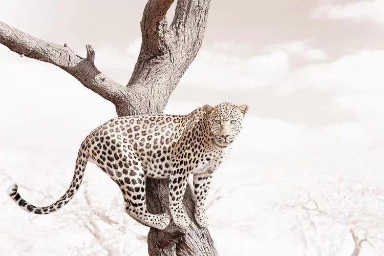 White Leopard