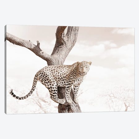 White Leopard Canvas Print #KTI27} by Klaus Tiedge Canvas Wall Art