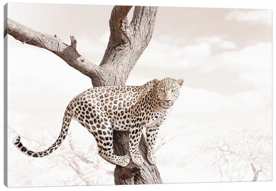 White Leopard Canvas Art Print - Klaus Tiedge