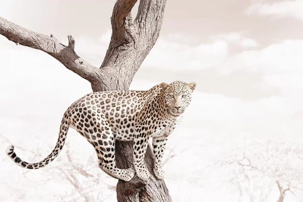 Klaus Tiedge: White Leopard by Klaus Tiedge