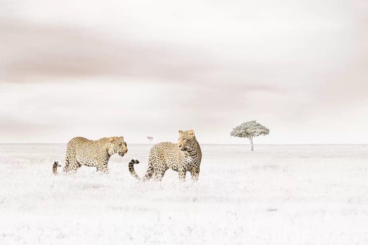 White Leopards 