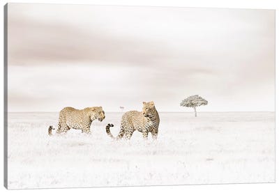 White Leopards  Canvas Art Print - Klaus Tiedge
