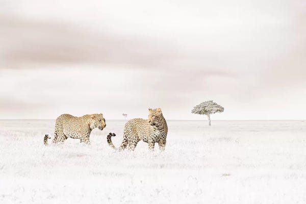 Klaus Tiedge: White Leopards  by Klaus Tiedge