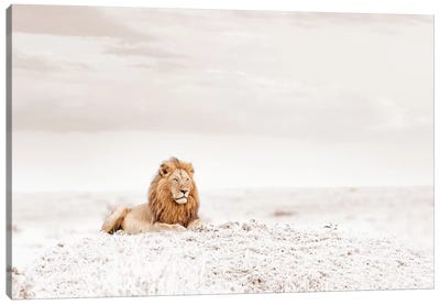 White Lion  Canvas Art Print - Minimalist Wildlife Photography