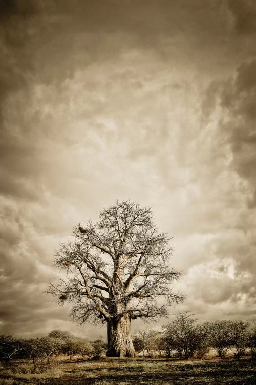 Baobab Hierarchy II