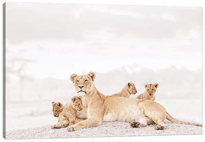 White Lioness & Cubs Canvas Art Print - Minimalist Wildlife Photography