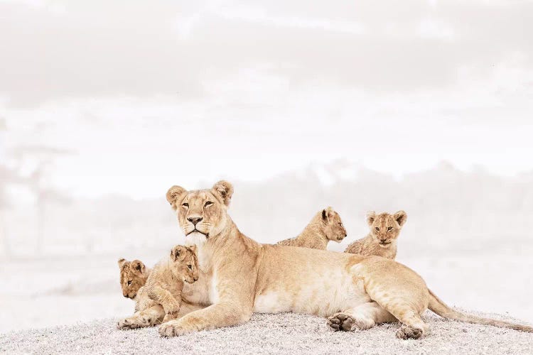 White Lioness & Cubs