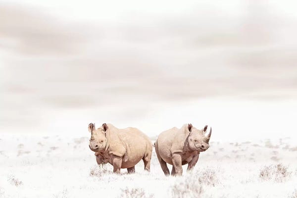 Klaus Tiedge: White Rhino Duo by Klaus Tiedge