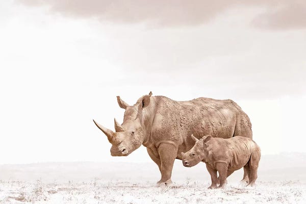 Klaus Tiedge: White Rhino Mom & Calf by Klaus Tiedge
