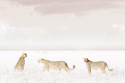 White Three Cheetahs  by Klaus Tiedge canvas print