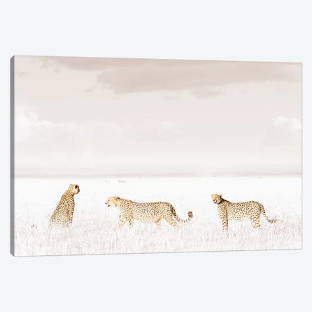 White Three Cheetahs  Canvas Print #KTI34} by Klaus Tiedge Art Print
