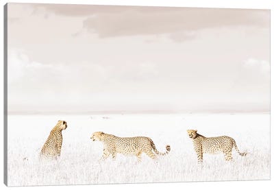 White Three Cheetahs  Canvas Art Print - Klaus Tiedge