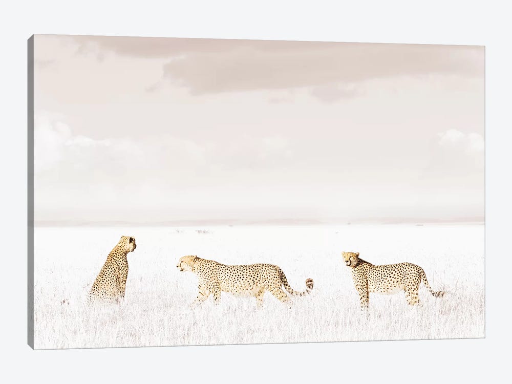 White Three Cheetahs  by Klaus Tiedge 1-piece Canvas Art Print